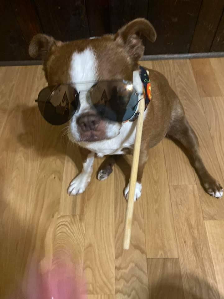 Pokie says Happy Halloween