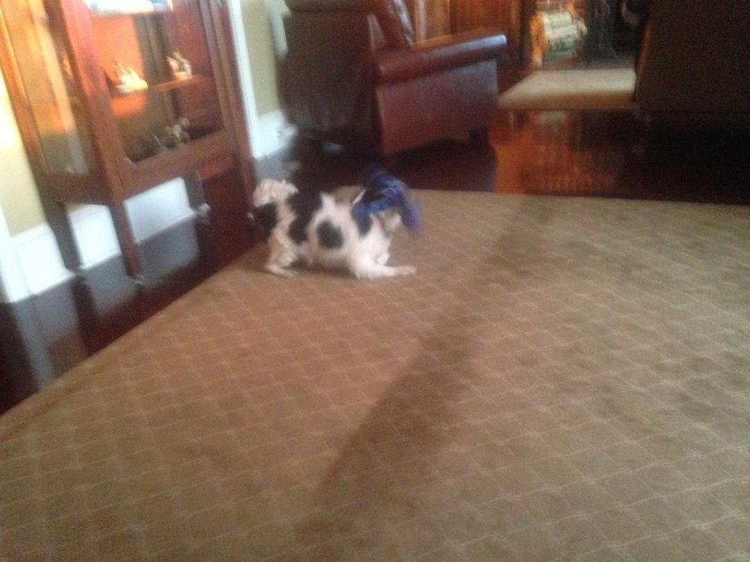 Domino actually playing