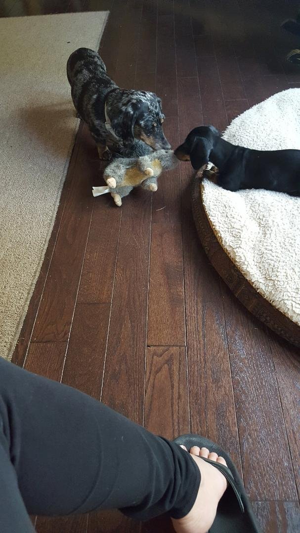 Now the Grand Duchess of Doxylvania Freyja instructing Frankie in
court etiqutte - See this stuffed squirrel! Its my squirrel! Not your squirrel! Not their squirrel! My squirrel!