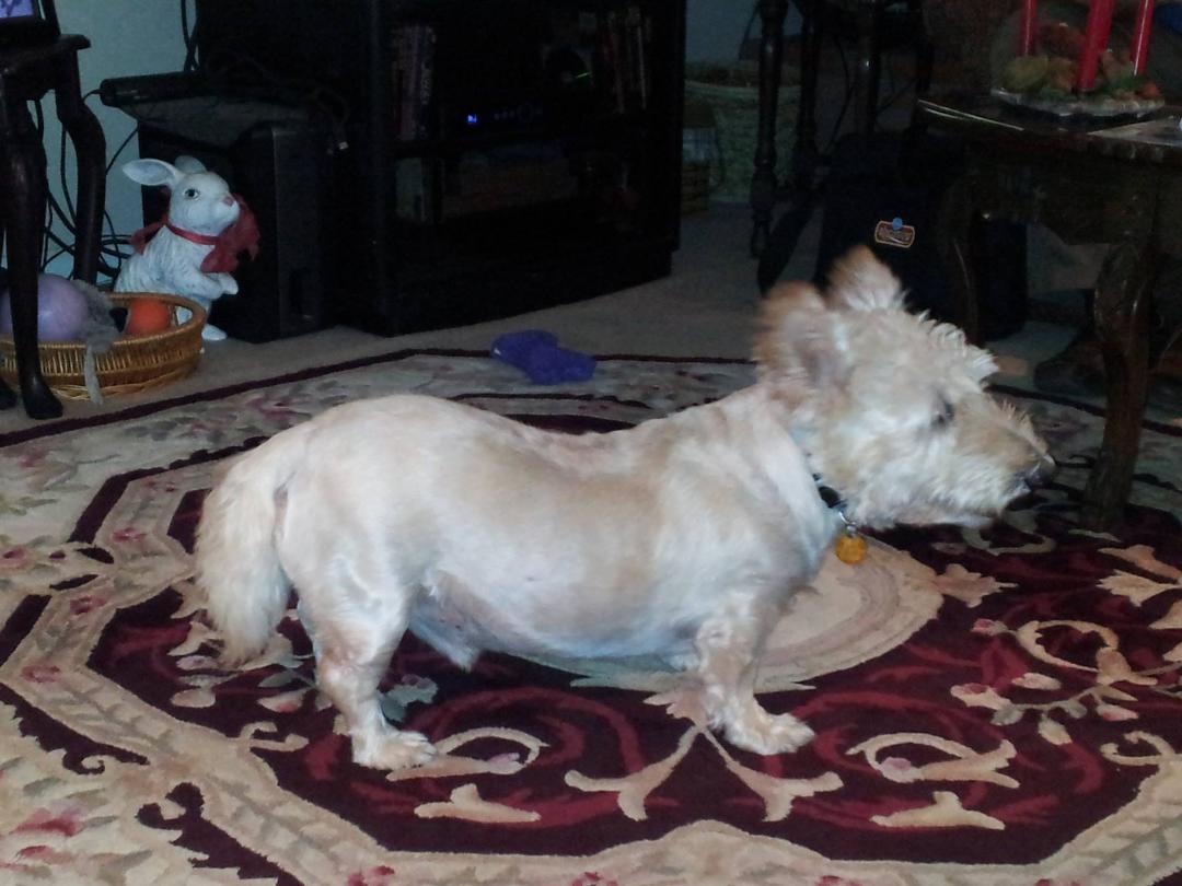 This is the newest addition to our family!  His name is Sam and he is so sweet and gentle!  He has us trained already!!!