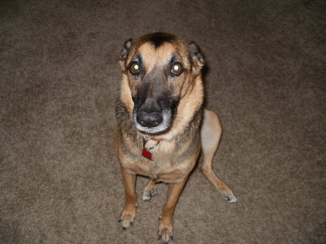 I love my Woogie...even when he is a bad boy!