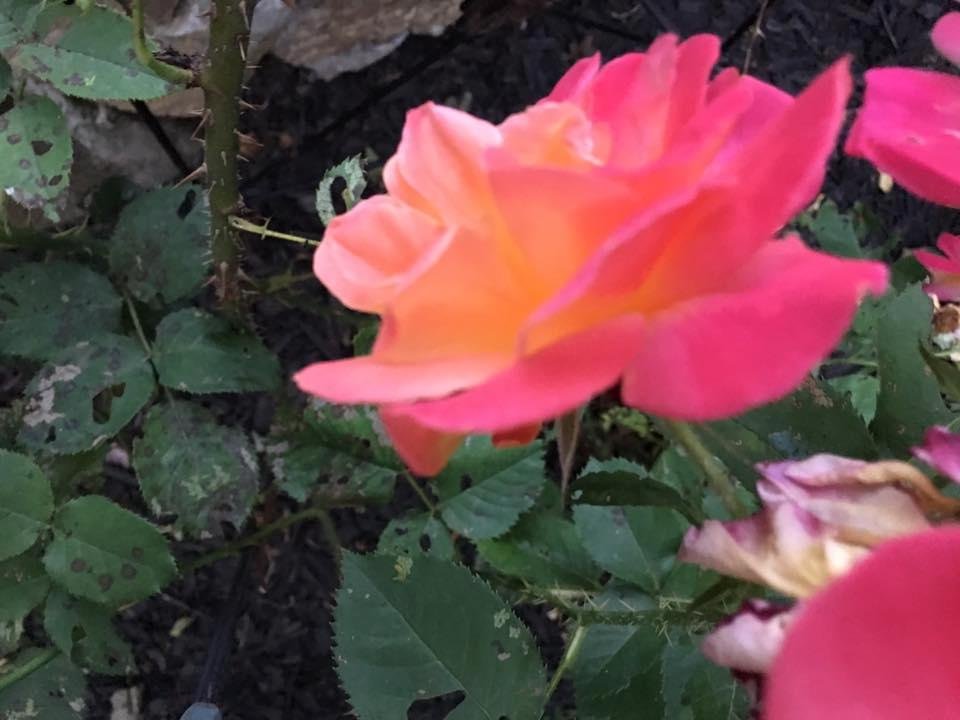 Nancy Rohrig's album, Mobile Uploads
