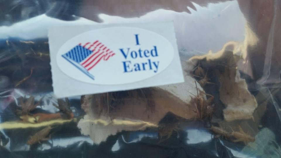 We and the crickets voted early!