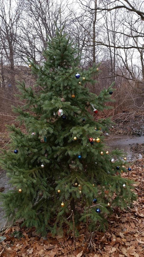 Christmas Smiles
On the forest trails in Mississauga where I ride my bike through the forest someone has decorated a forest tree with Christmas decorations. What a neat surprise. May we all be able to bring a smile to so