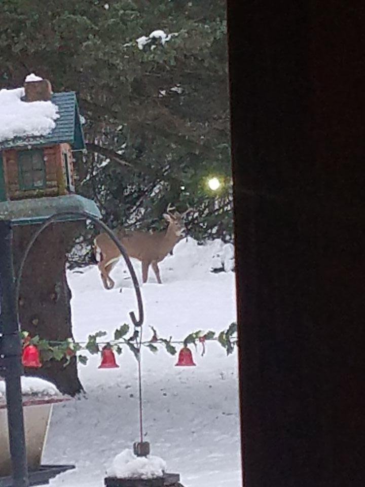 A deer in my sisters back yard