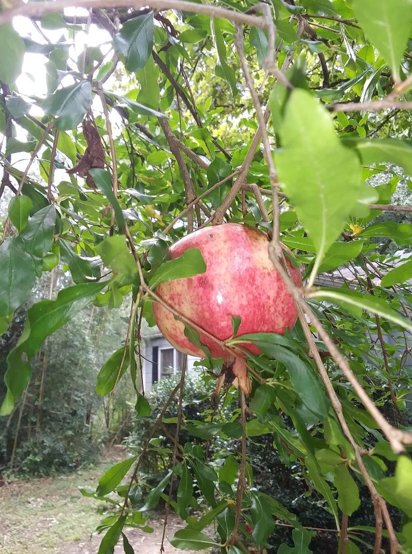 My little pomegranate is starting to show some color.
