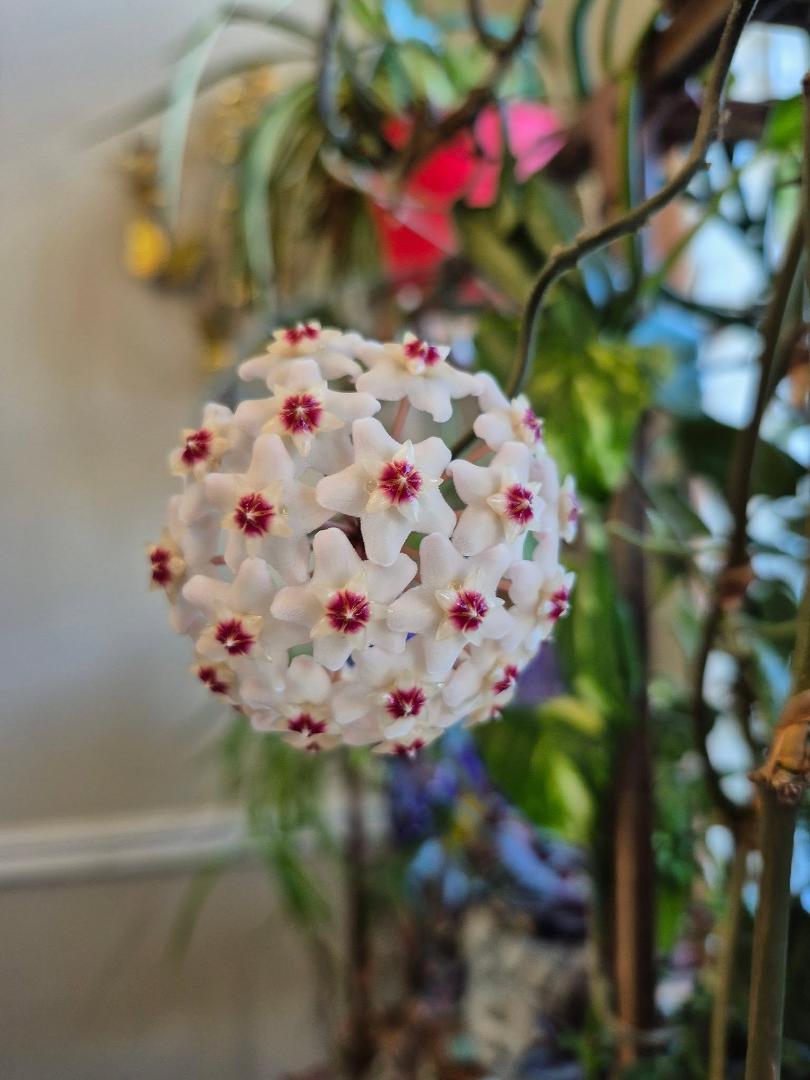 Love my Hoya's when they bloom!