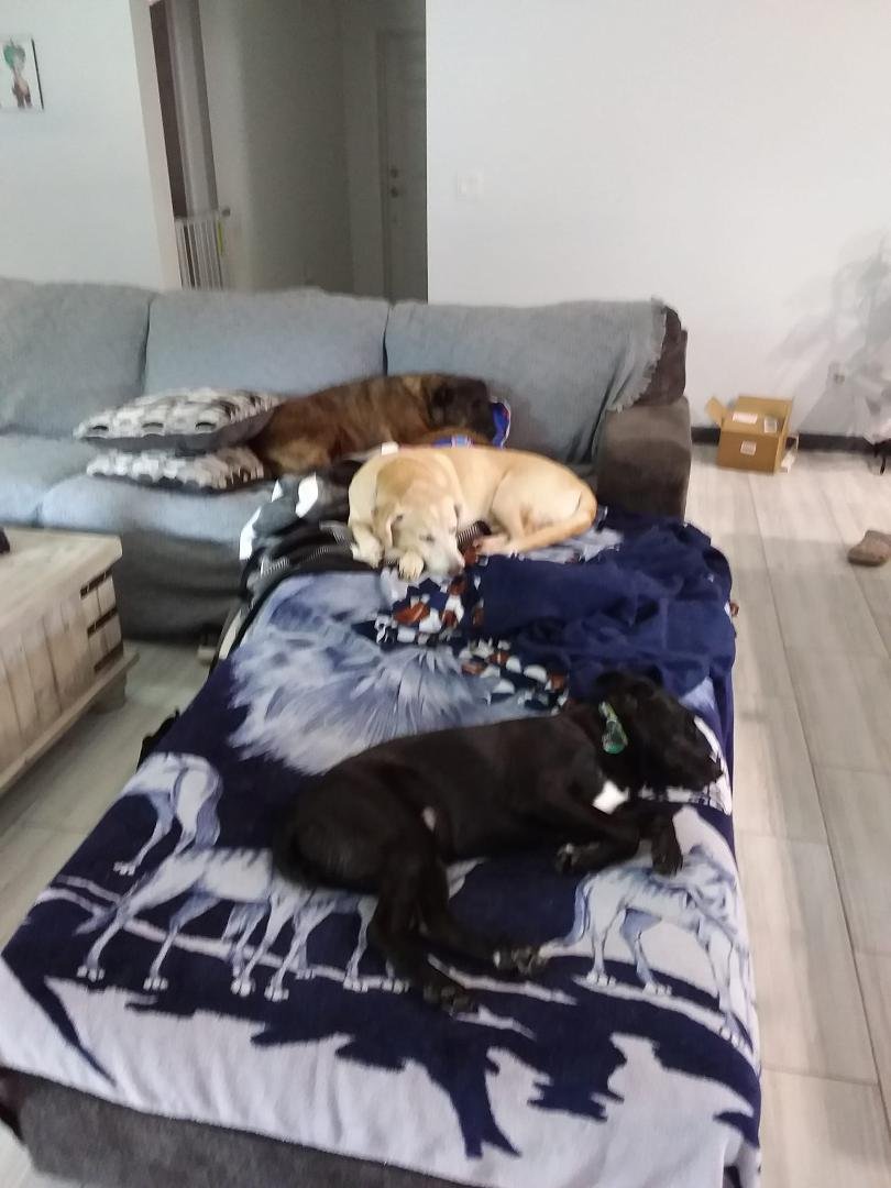 Relaxing time not often with these 3... Mocha in the foreground Rocky in the middle Kota in the background
