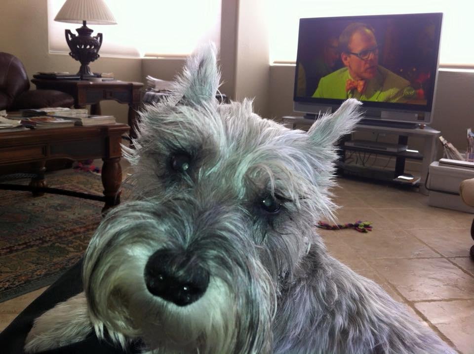 Daug--you were asking for a picture of Jack. Here's 1 of my favorites!