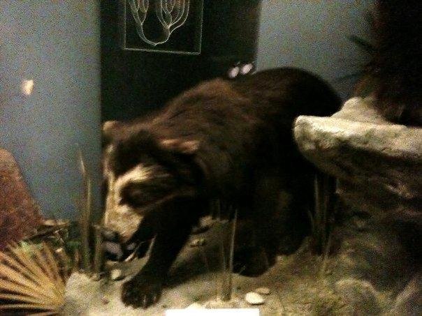Spectacled Bear, anyone?