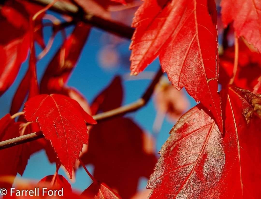 Fall has always been one of my favorite seasons.
