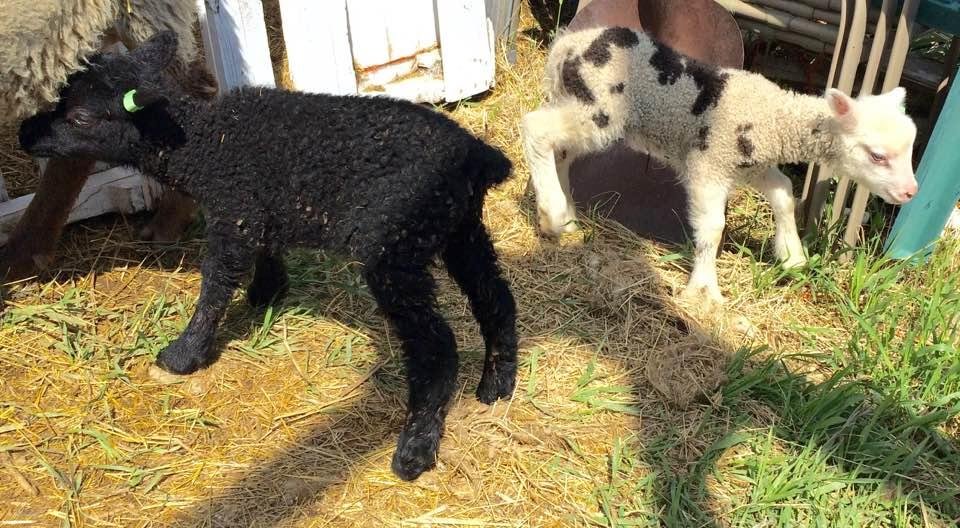 Another pair of twin girls including another spottie.