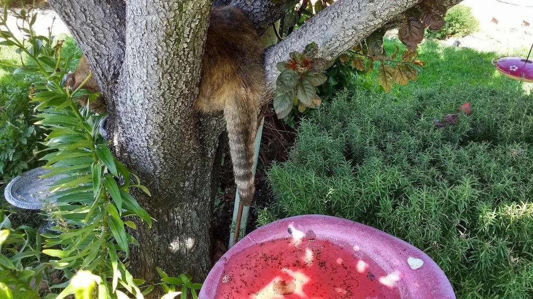 My tree with a tail.