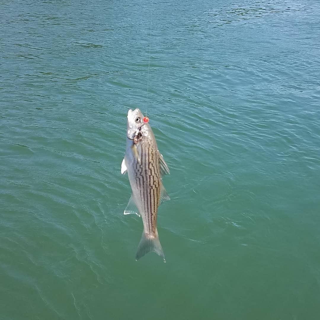 Didn't get skunked