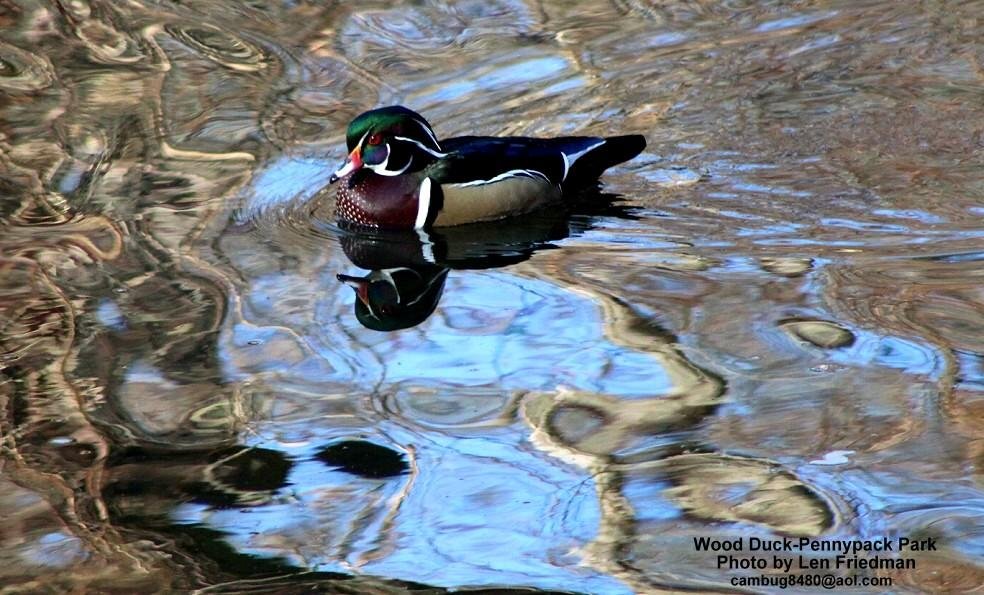 Took a walk in the park last week, it was a really mild day. This is what I encountered on my way. Enjoy!