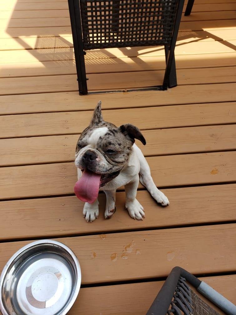 This little puppy is lost again. Dug out of our neighbor's yard. Missing near Thompson Ave and Osmond St. East Haven.
UPDATE : THIS LITTLE PUPPY HAS BEEN FOUND AND RETURNED TO ITS OWNER !!!