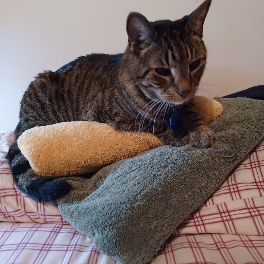 Warm towels from the dryer.