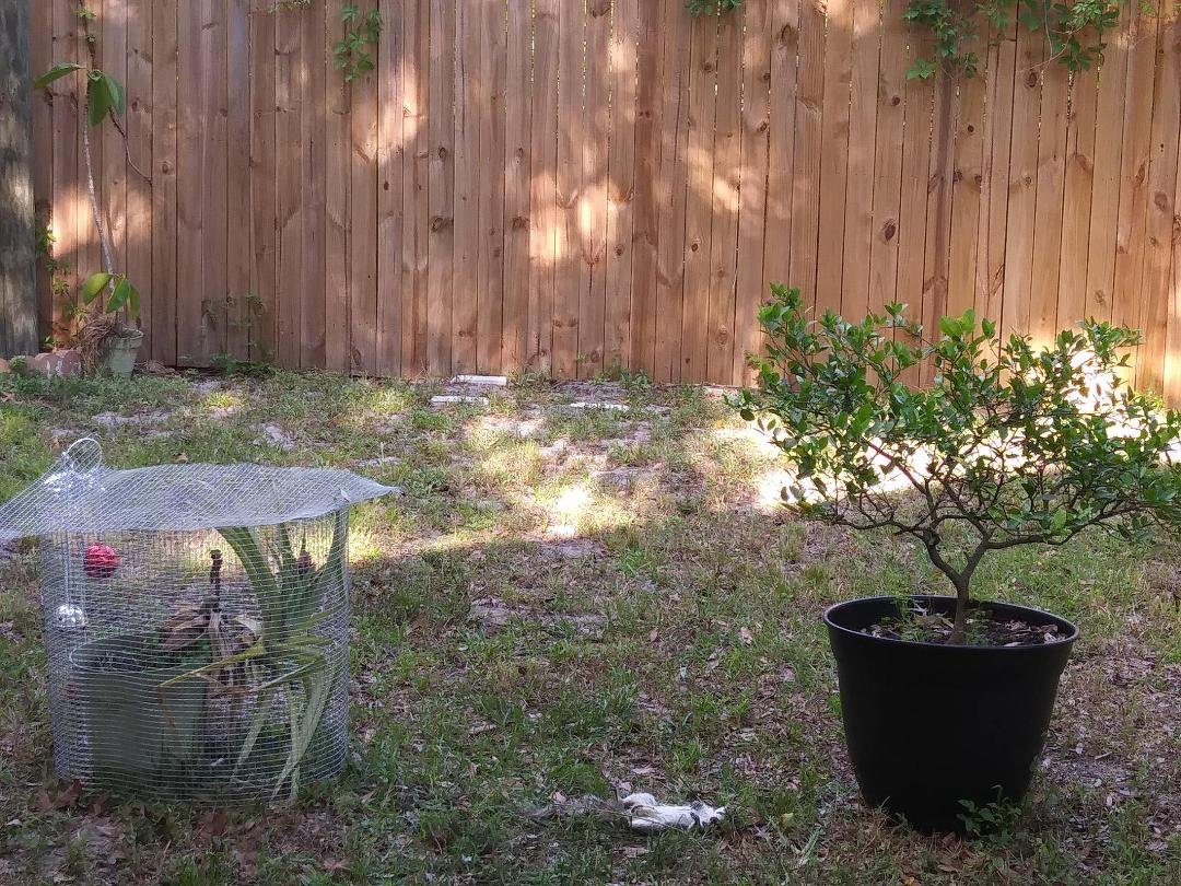 A pineapple cage, A Lime tree and your regular, everyday, ordinary, neighborhood dead squirrel.