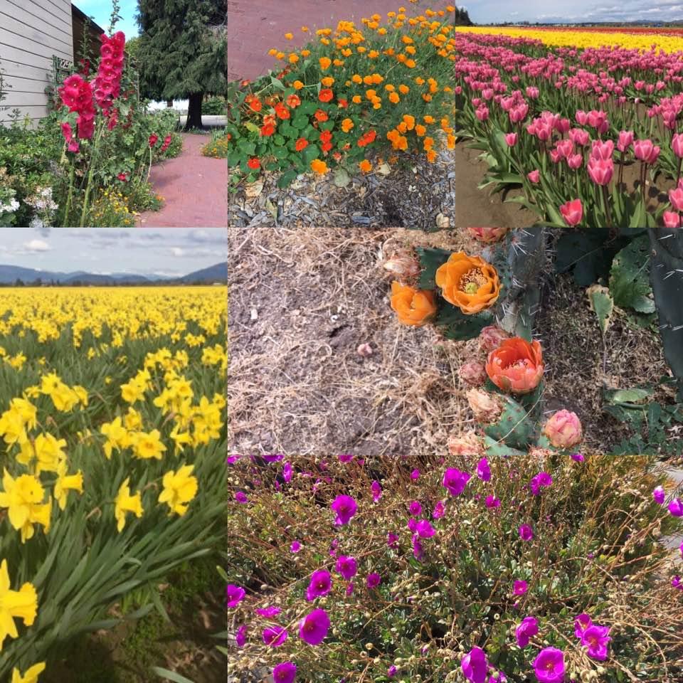 California flora