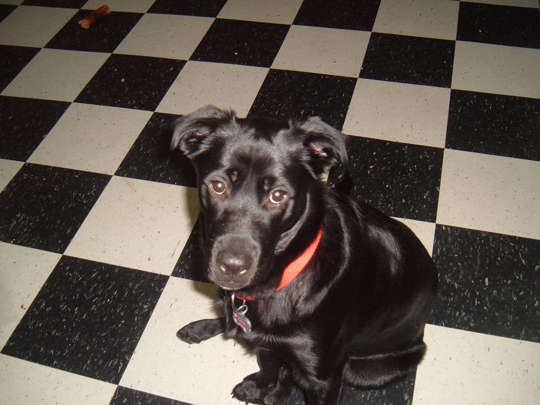 Ozzi, female, 10 months old. Lab & Rottwilar mix.