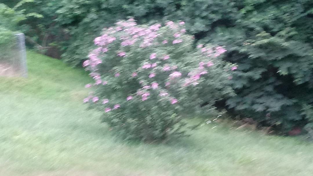 Mom's Rose of Sharon bush in bloom.