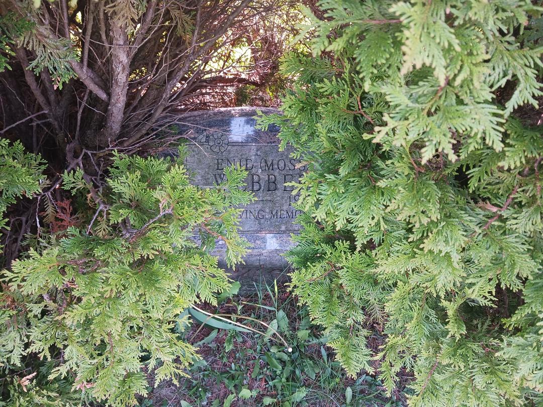 This is Joe's mom's
grave stone. The bushes are hiding the stone
'