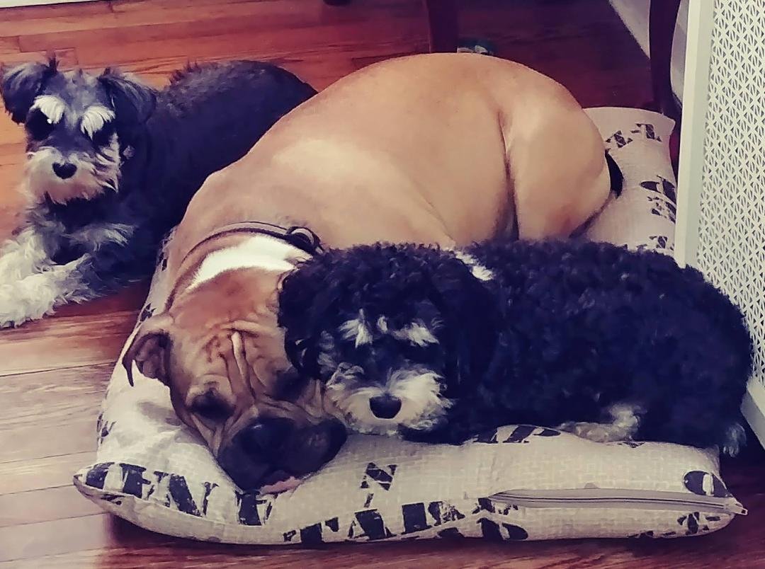 They have 3 pillows but only use this one!