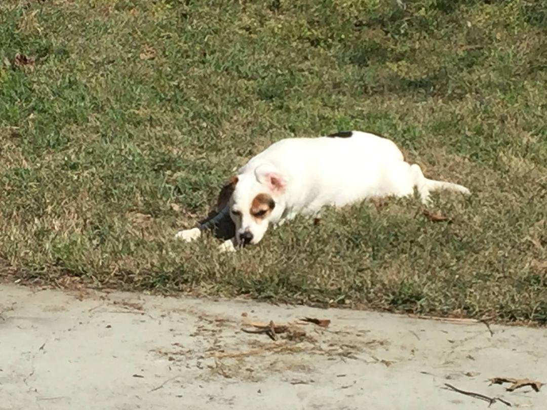 Our Little Dog Jessie got out of the fence this morning and we have been unable to find her...she was lost in the Ridgeland, ms Shadowwood area...