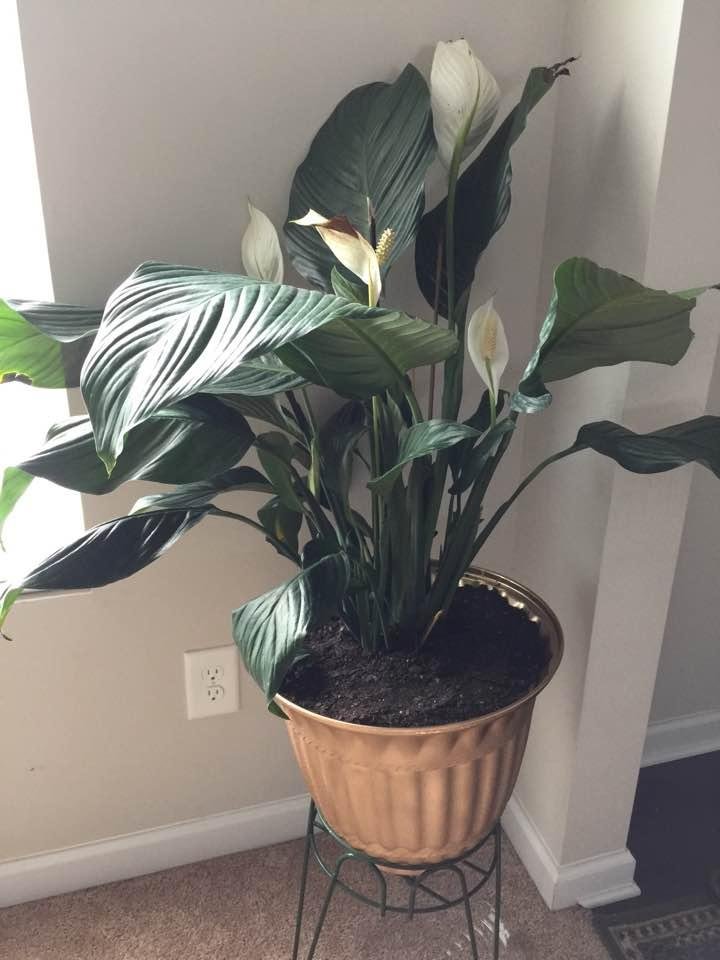 Ok let's see if I killed the peace Lilly I replanted , her name is GLO after my aunt.