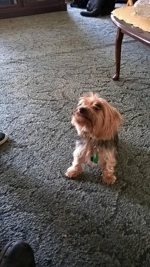 Diane Greeson, my wife's dog 🐶 looks like your's!