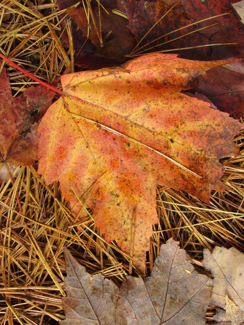 Michael Doyle's album, Muskoka in the Fall