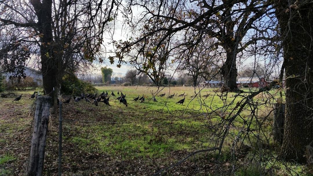 A few turkeys are not on the table!