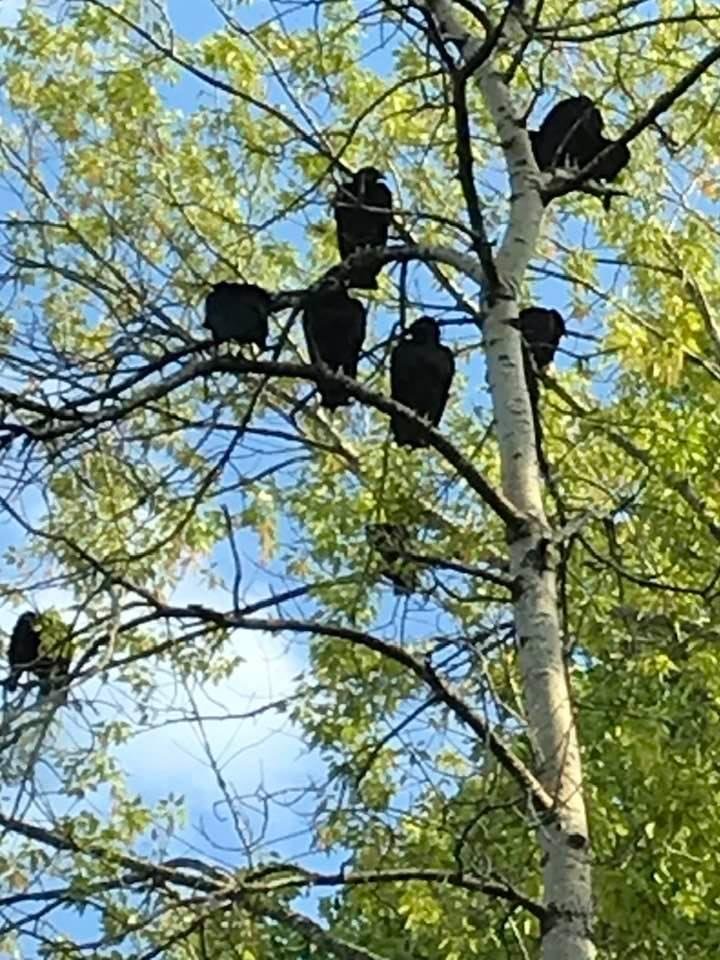 Being invaded by the biggest Crows I have ever seen.