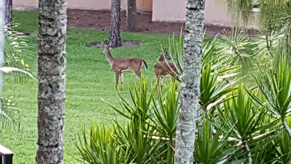 We do not live near any forest or woods, these two just waltzed through our yard at sunset the other night.