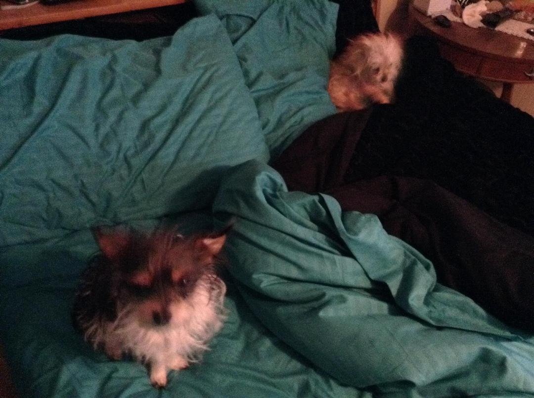 I wake up to the cutest furry faces....I just love them...