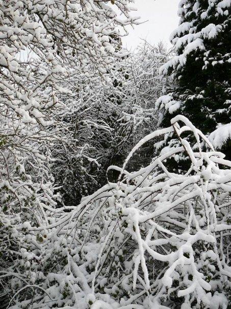 December 2008, taken in my backyard.
