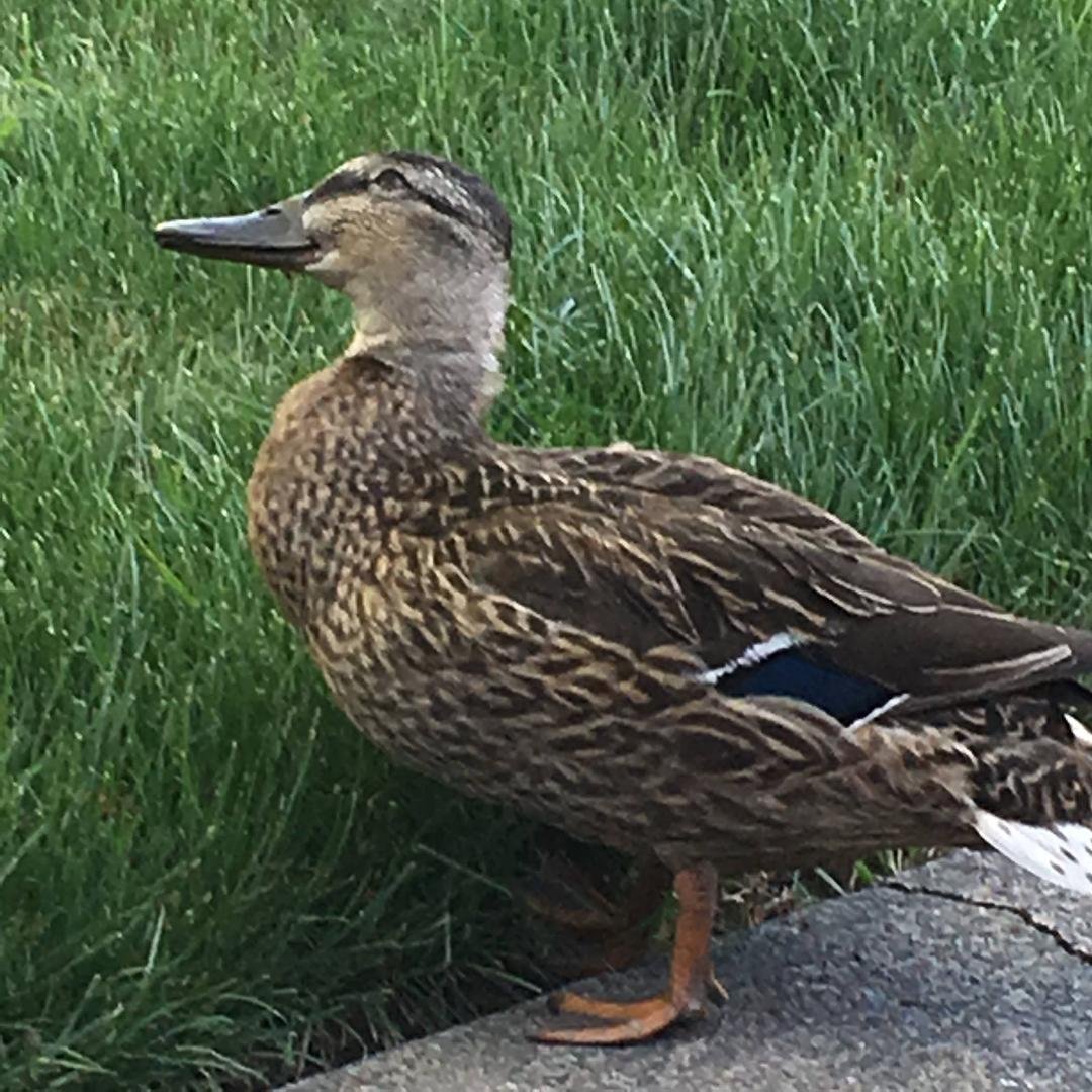 Look who came to visit me in my front yard for the third day in a row.