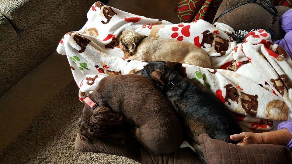 Talk about 3 bugs in a rug, every morning I get the full pile on. Love my little further baby girls.