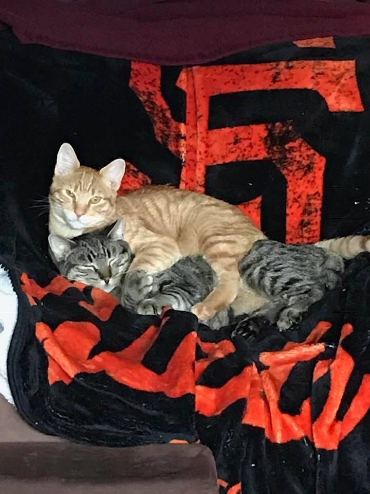 Buster and Posy my son’s little fur babies