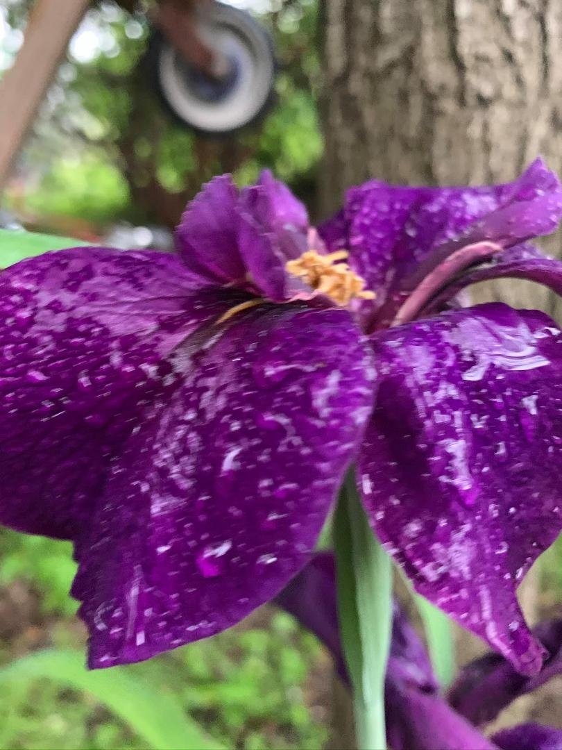 Beth Gates' album, Mobile uploads