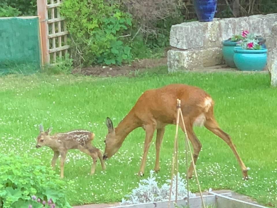 Visitors today.  Must have been born very recently.