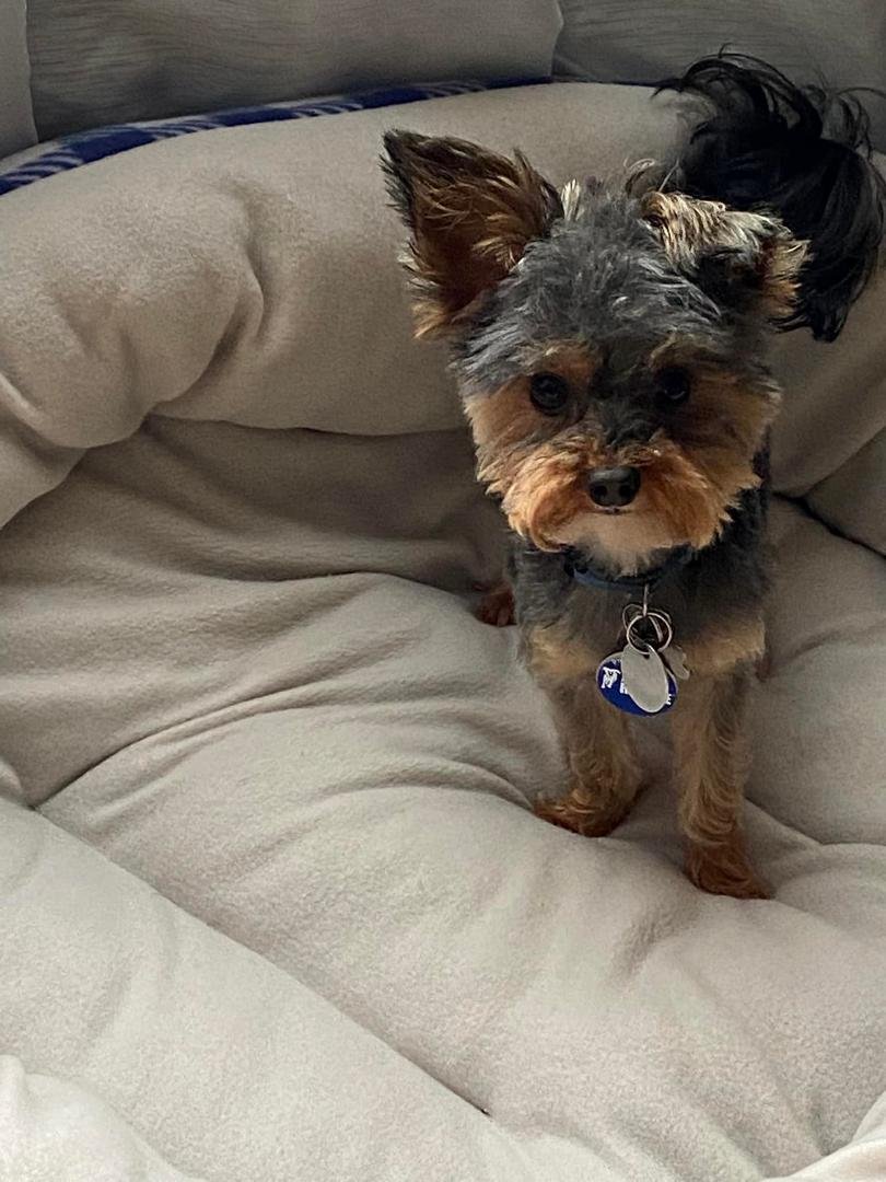Presley asked if he could take us out for ice cream for our anniversary so we agreed. Wouldn’t you know we get there , go to pay and he remembered he left his money in his other collar. 🤦🏻♂️