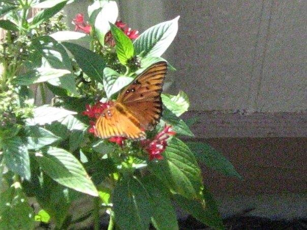 Tim Mooney's album, My butterfly garden