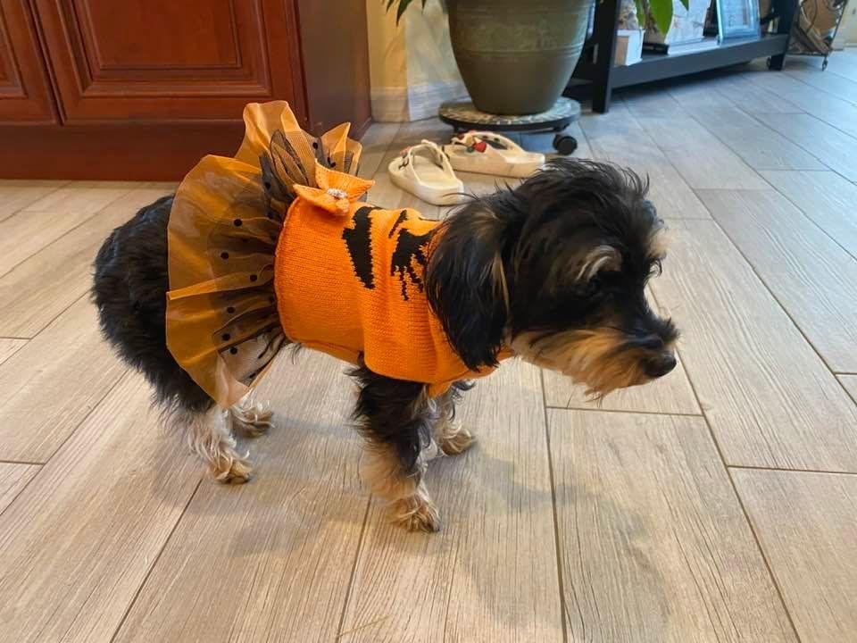 Happy Halloween 🎃 🎃🎃