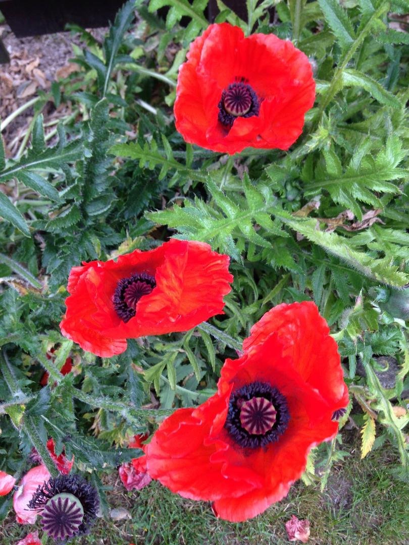 Andy Adamson's album, Mobile Uploads