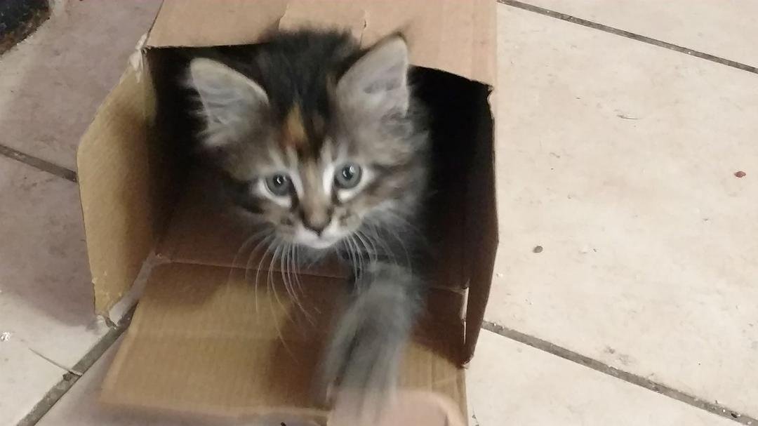Look what I found in the Cracker Jacks box. The half feral cat ran in the house on Easter Sunday, had six cute kitties, taugh them how to poop everywhere, then took off. Does anyone need a great, friendly, 7 wk old Kittie?