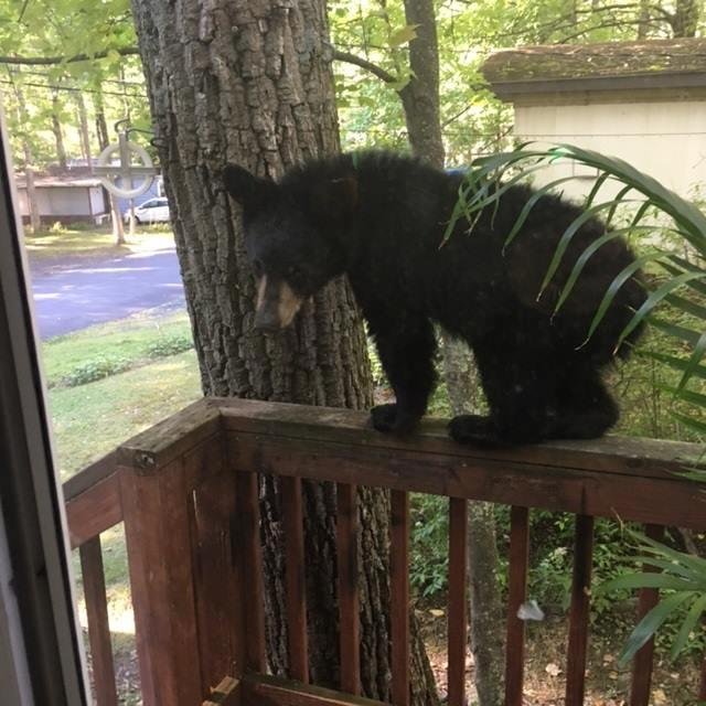 Brother's Banister