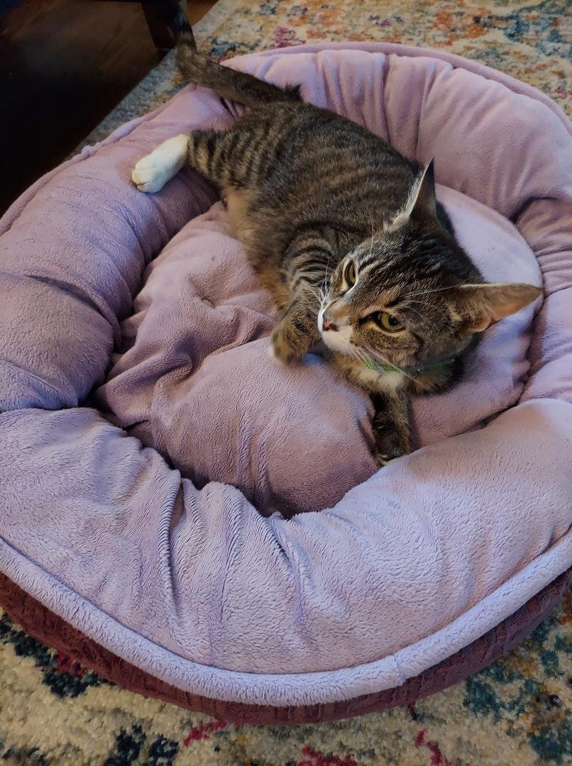 I got a cat today,  her name is Thema!!