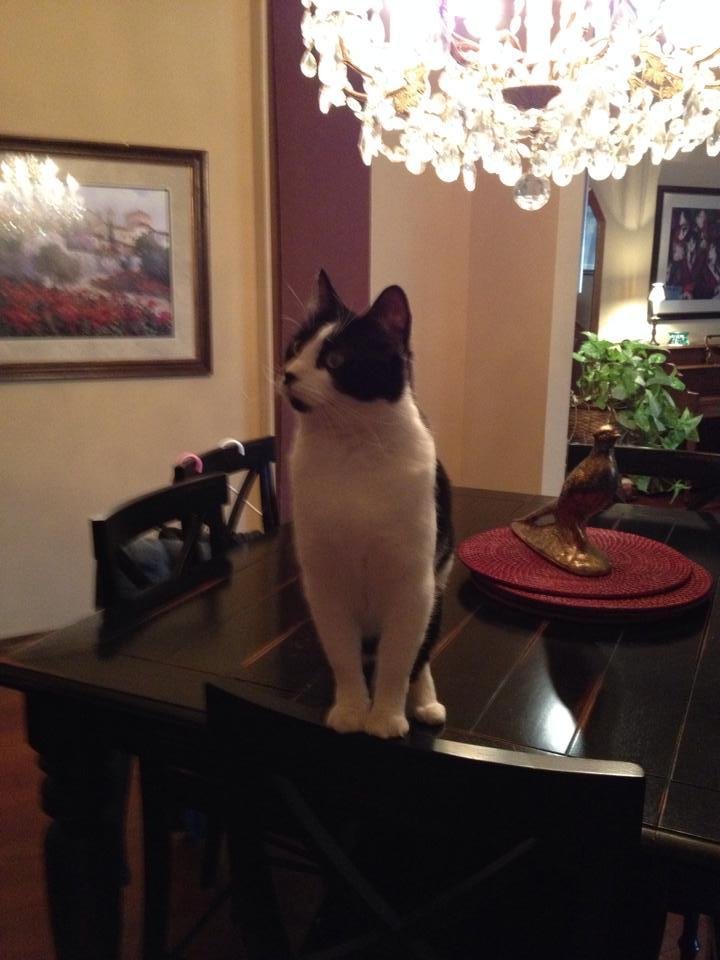 Hannah's cat...citified