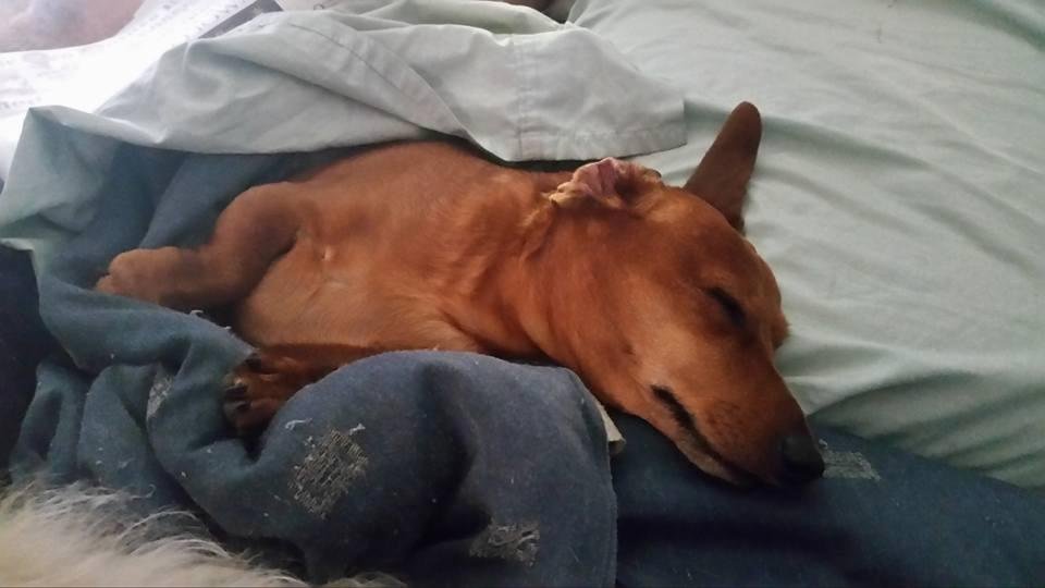 RIP Oscar. We will miss you.